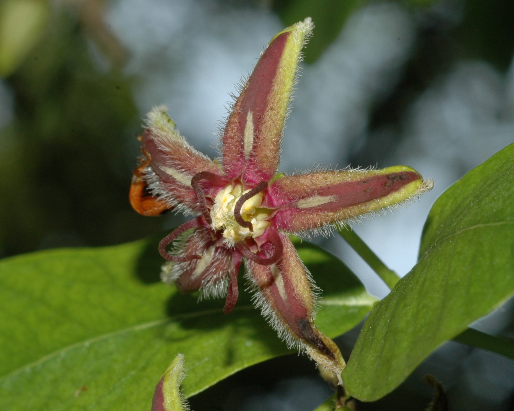 Apocynaceae Periploca 