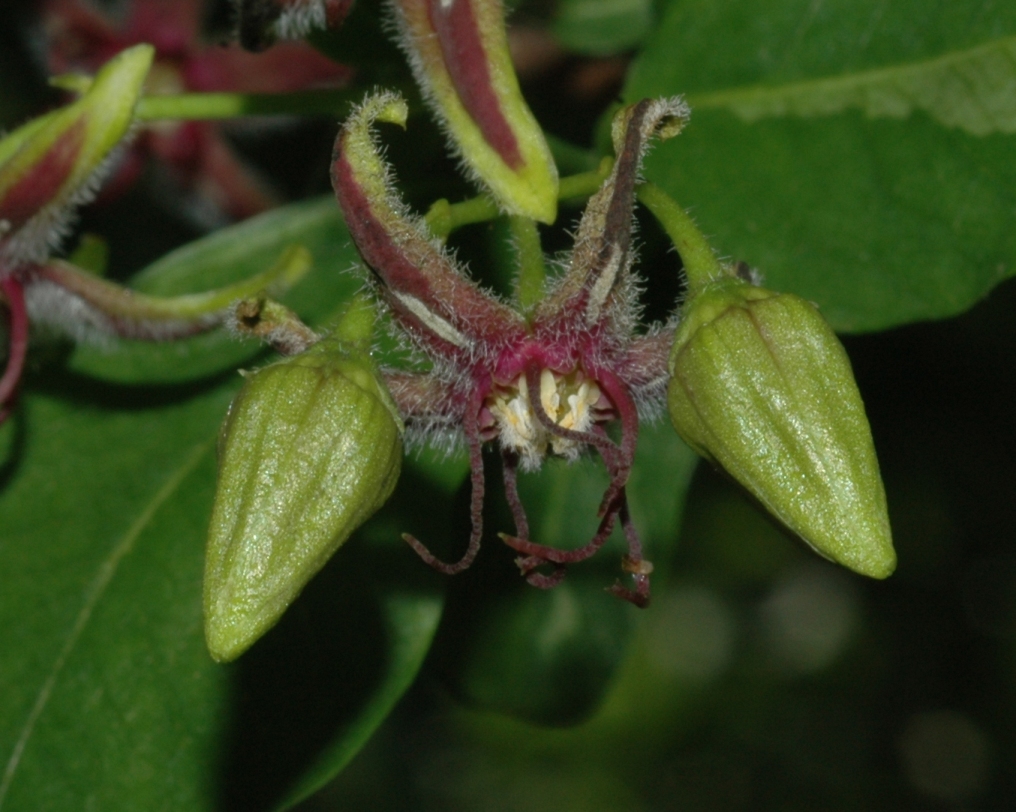 Apocynaceae Periploca 