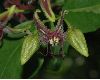 image of Periploca 