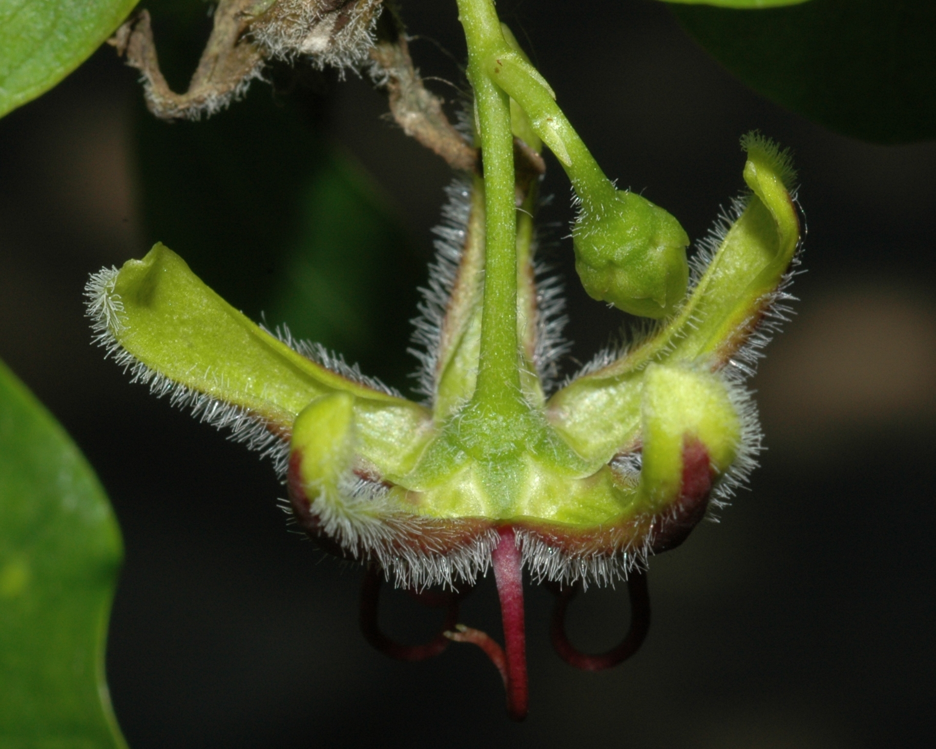 Apocynaceae Periploca 