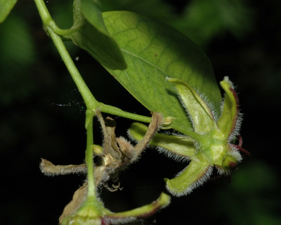 Apocynaceae Periploca 