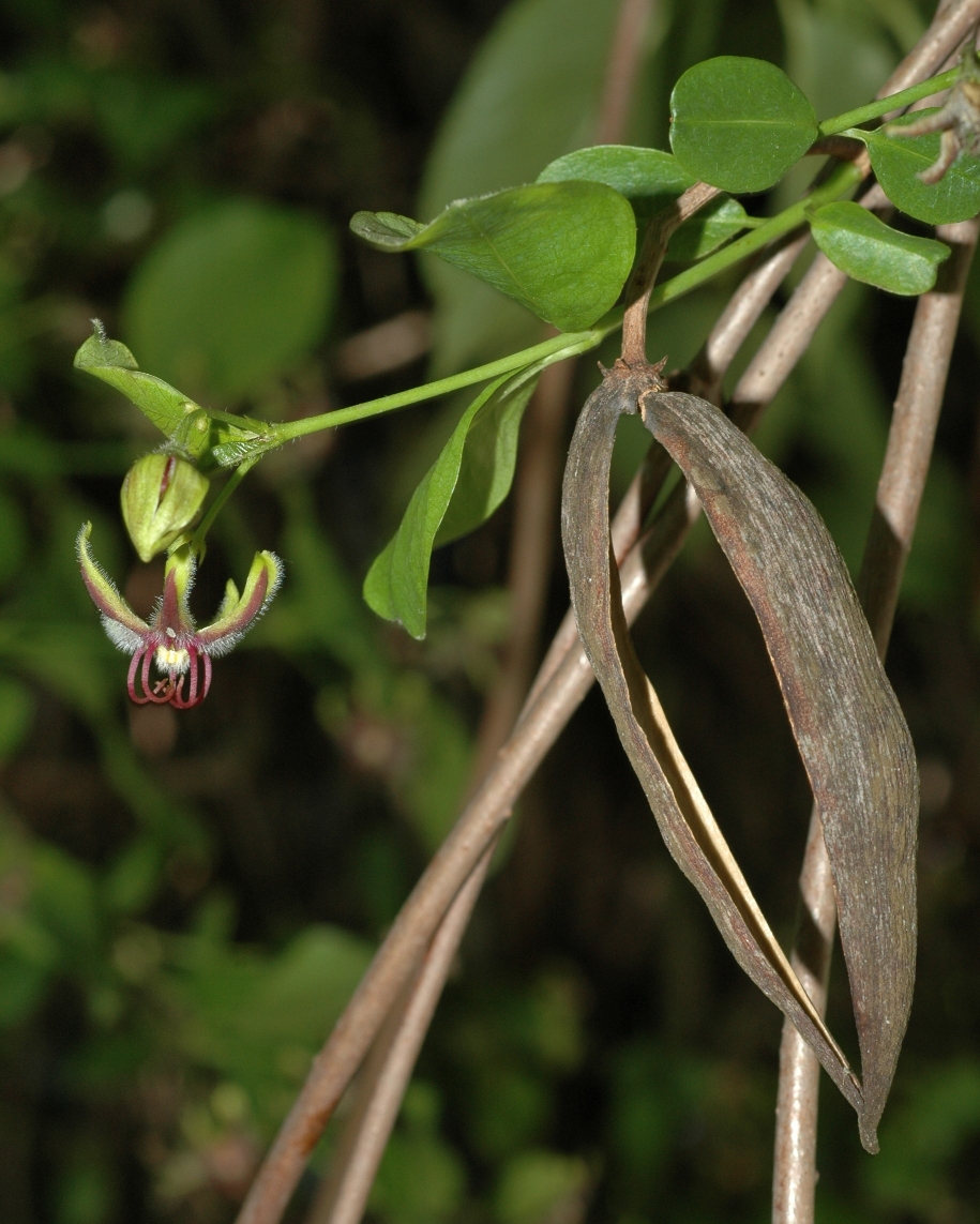 Apocynaceae Periploca 
