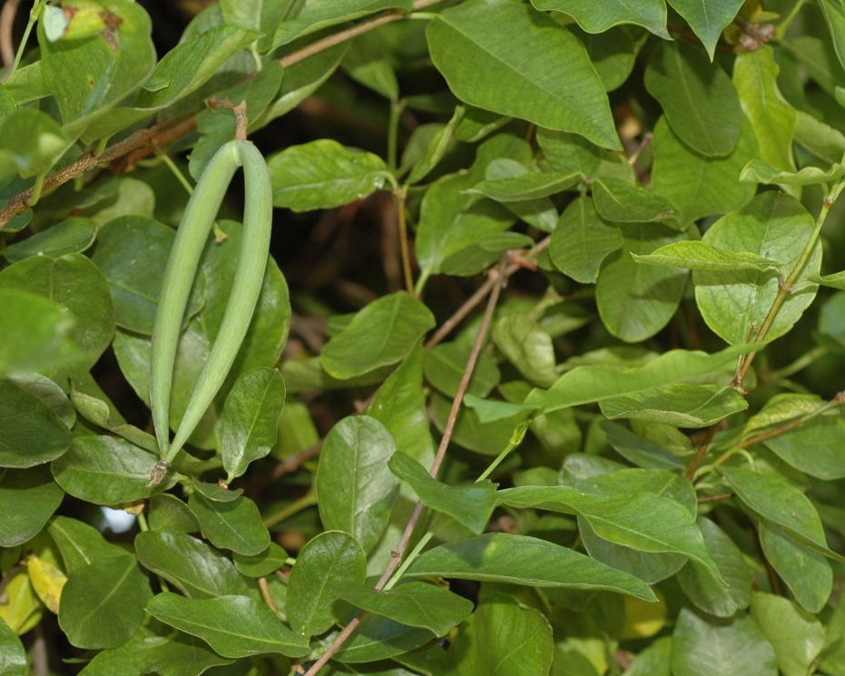 Apocynaceae Periploca 