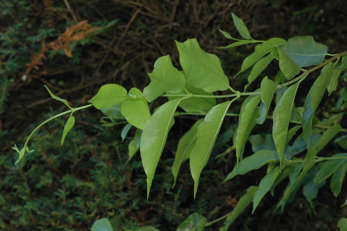 Apocynaceae Periploca 