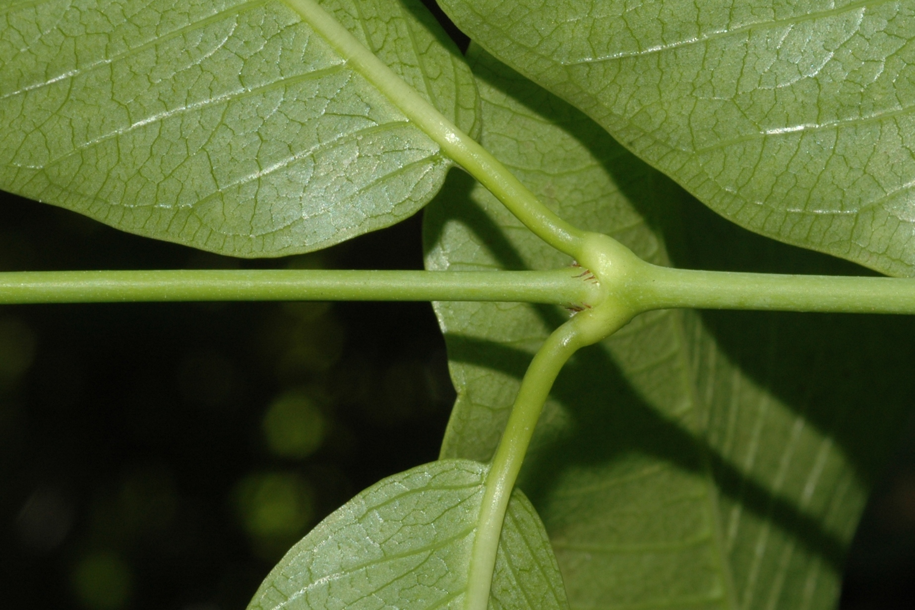 Apocynaceae Periploca 