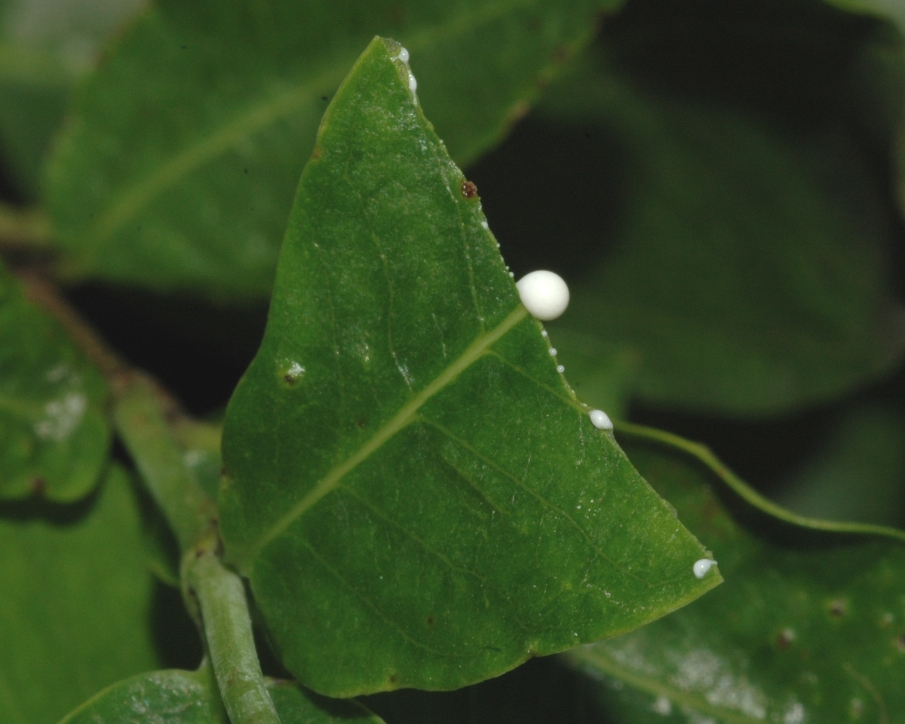 Apocynaceae Periploca 