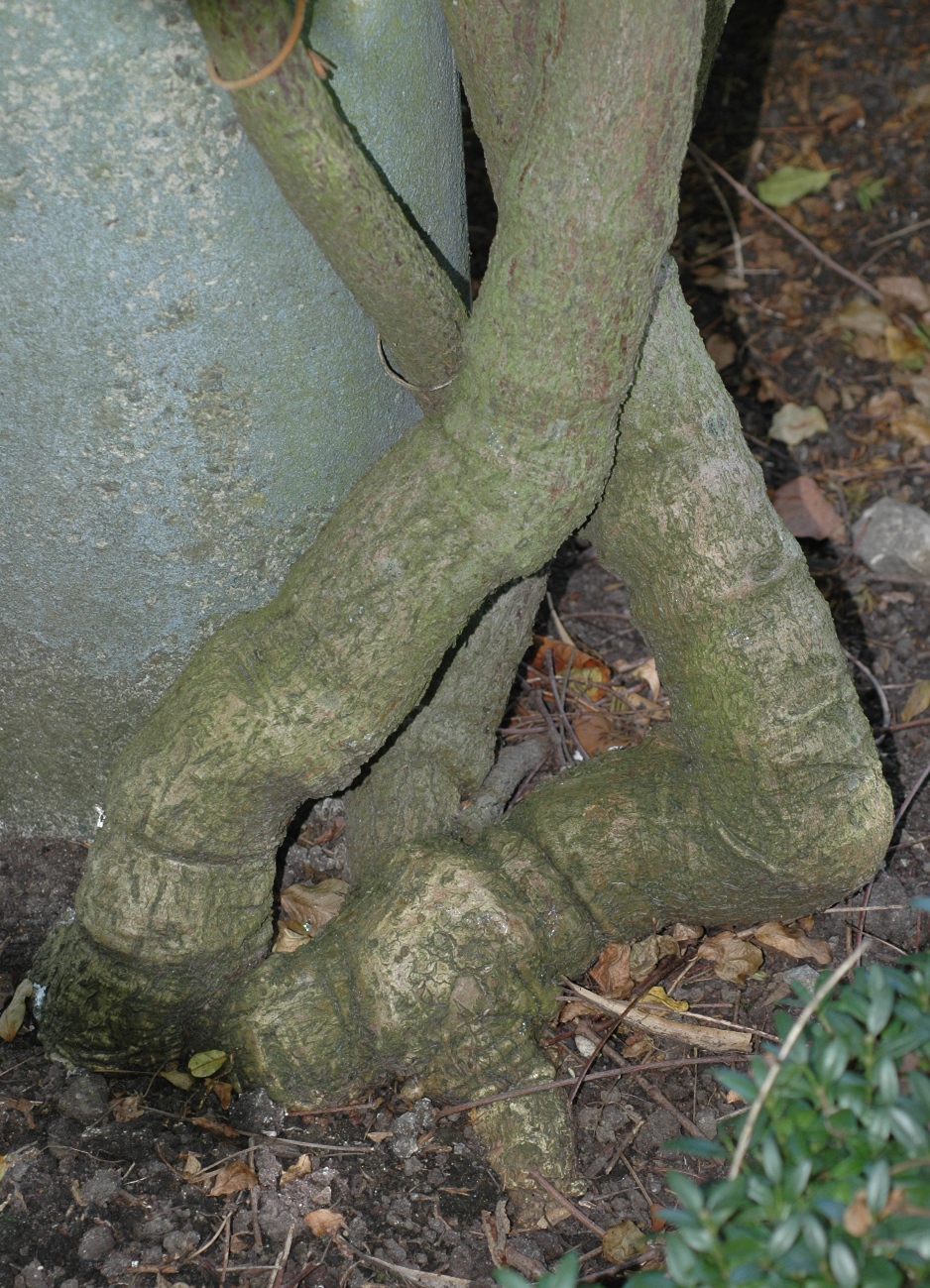 Apocynaceae Periploca 
