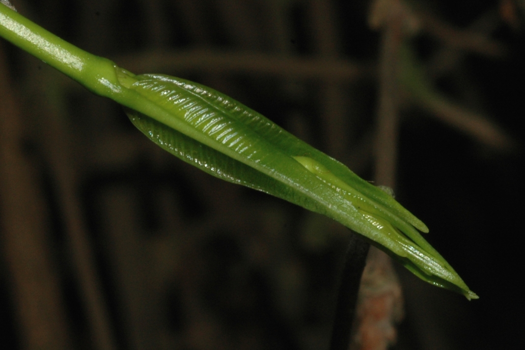 Apocynaceae Periploca 