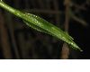 image of Periploca 