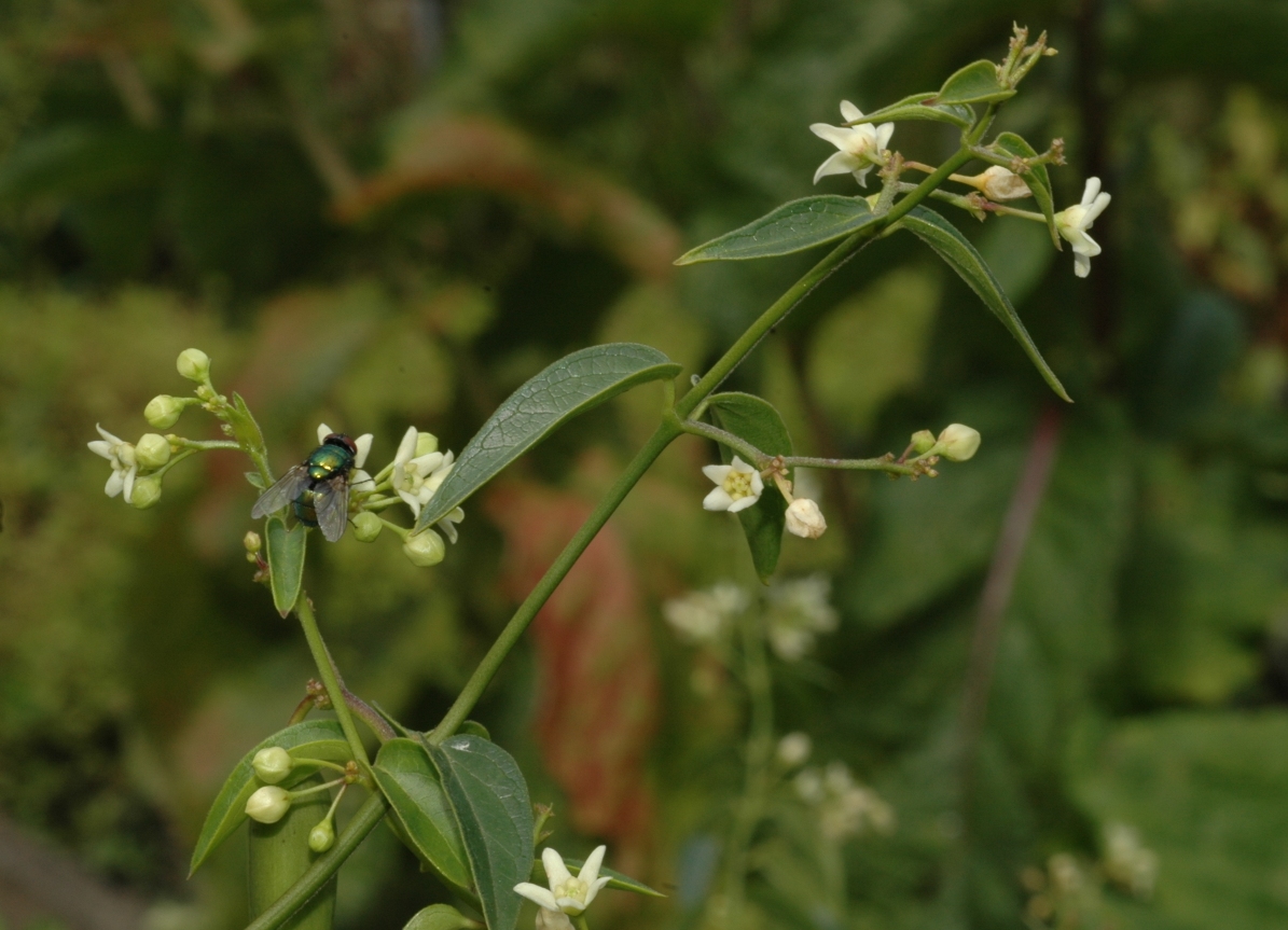 Apocynaceae Vincetoxicum hirundinaria