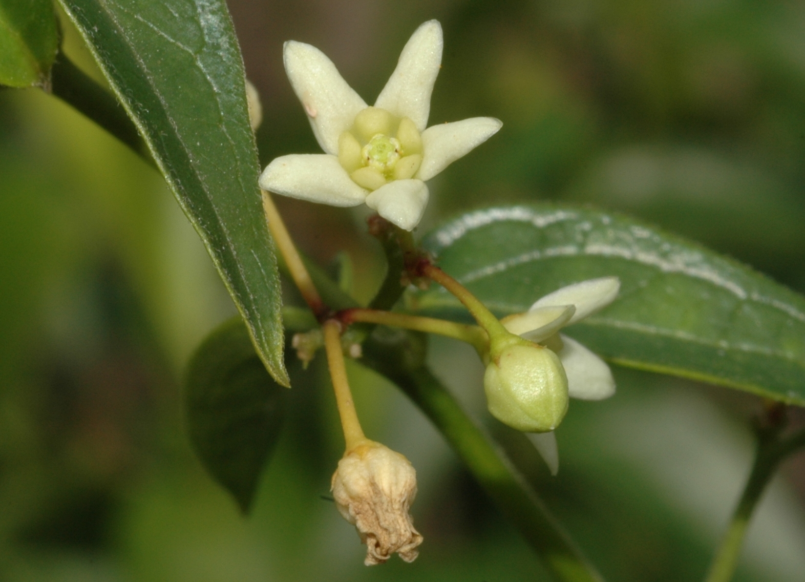 Apocynaceae Vincetoxicum hirundinaria