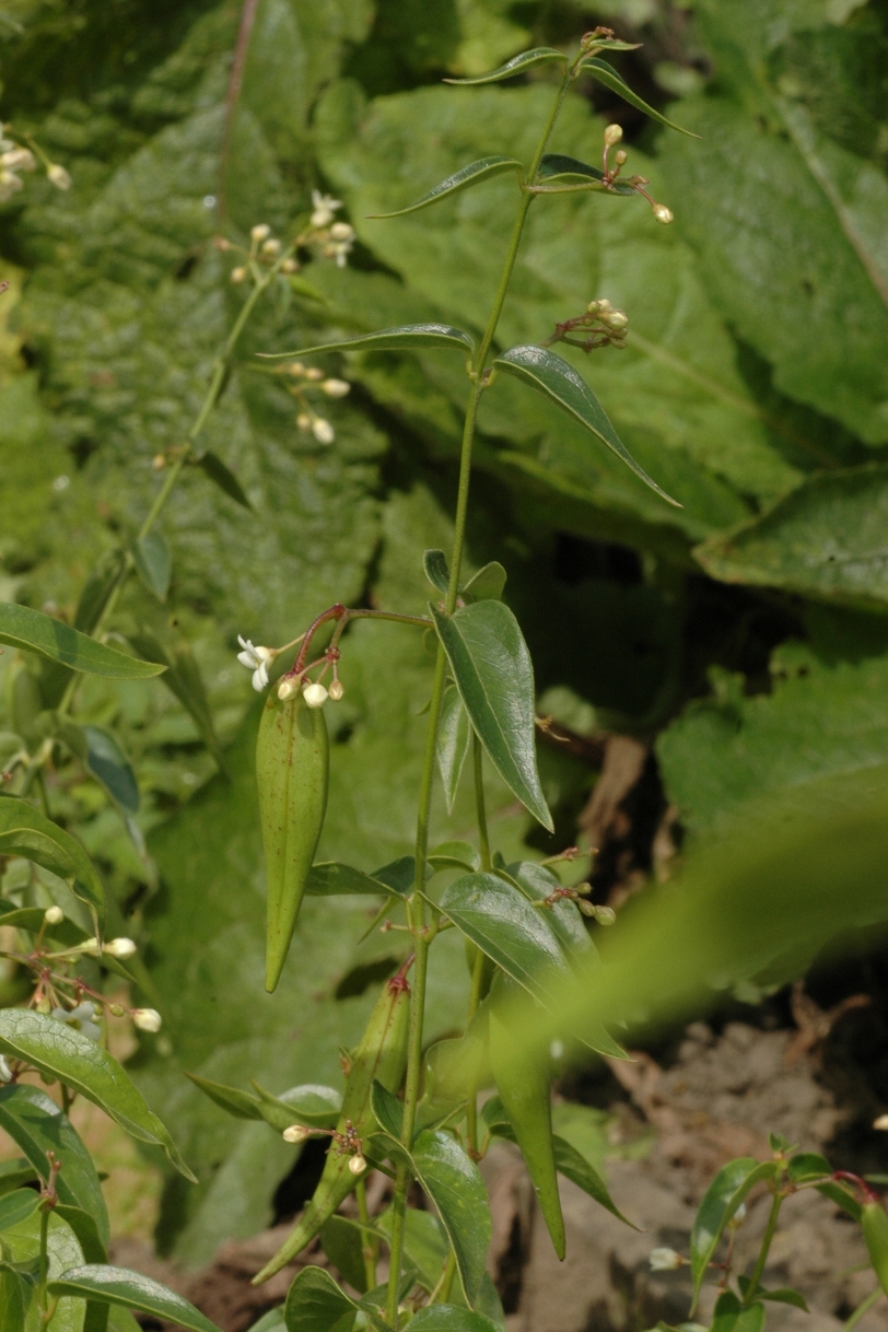 Apocynaceae Vincetoxicum hirundinaria