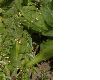image of Vincetoxicum hirundinaria