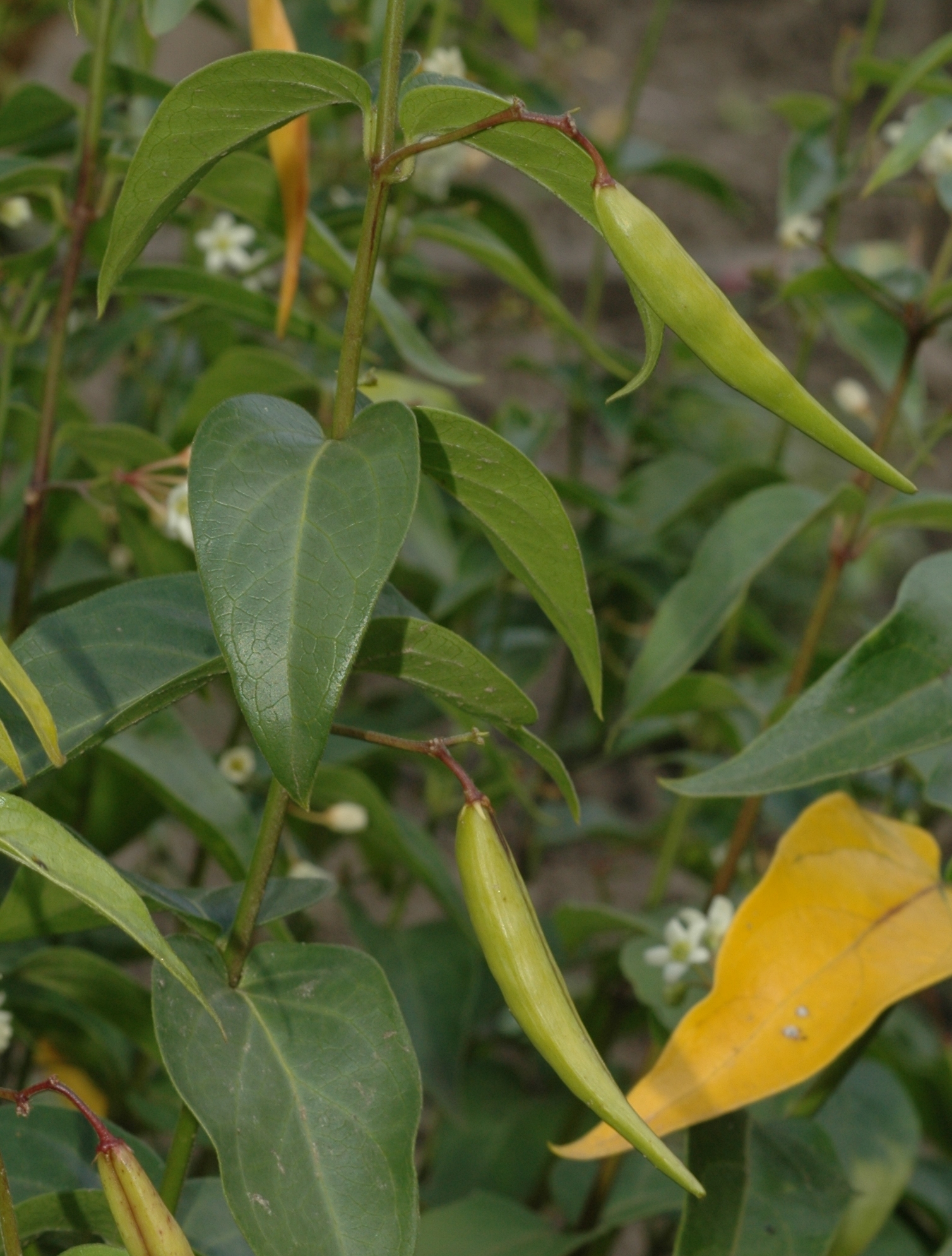 Apocynaceae Vincetoxicum hirundinaria
