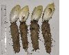 image of Cichorium intybus