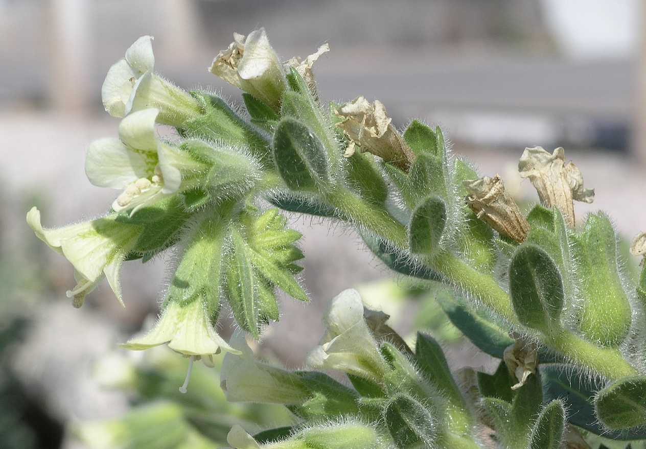 Solanaceae Hyoscyamus albus