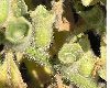 image of Hyoscyamus albus