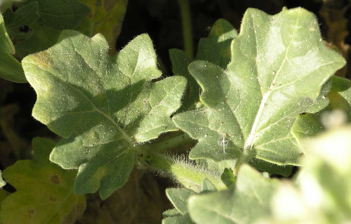 Solanaceae Hyoscyamus albus