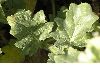 image of Hyoscyamus albus