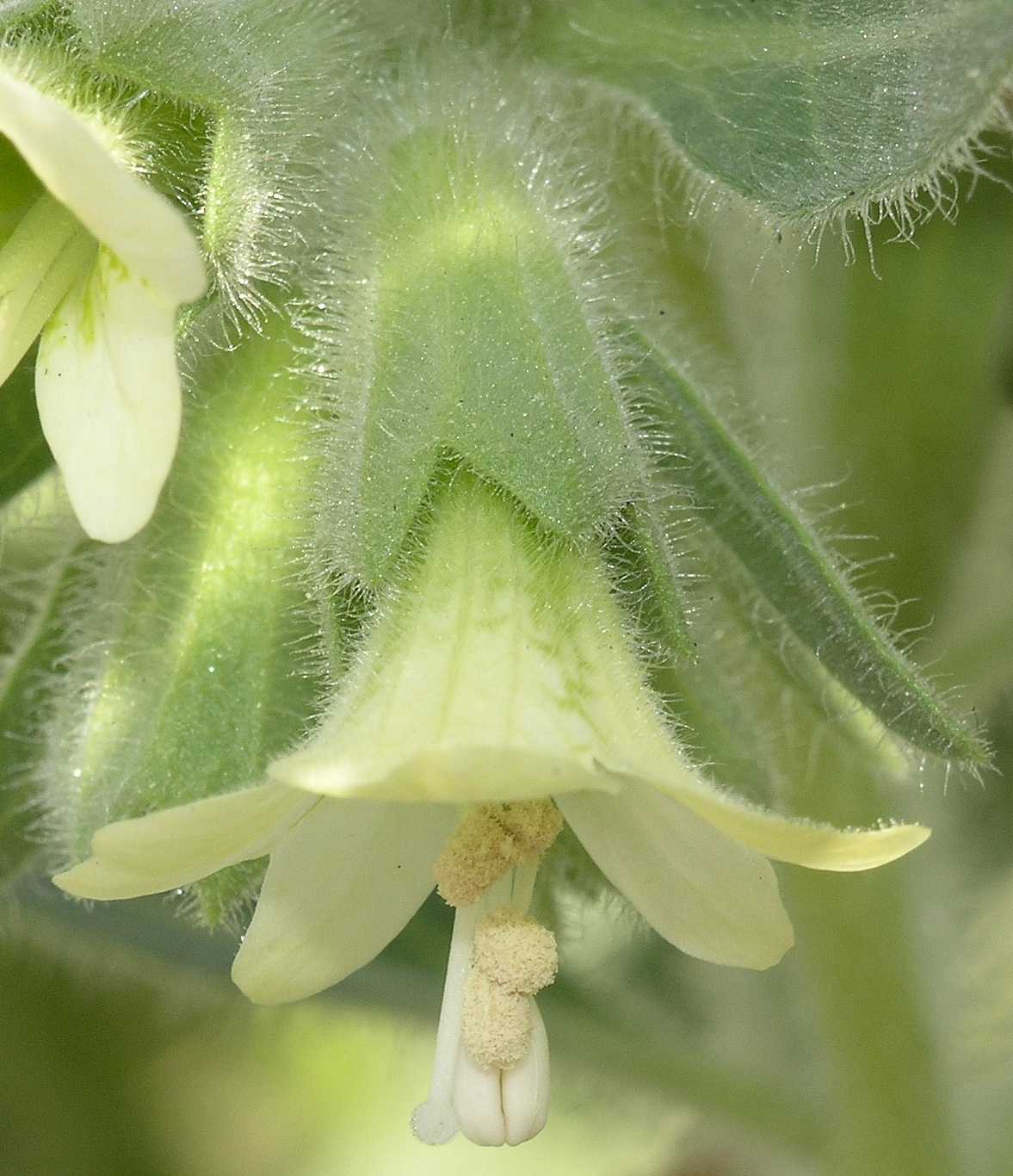 Solanaceae Hyoscyamus albus