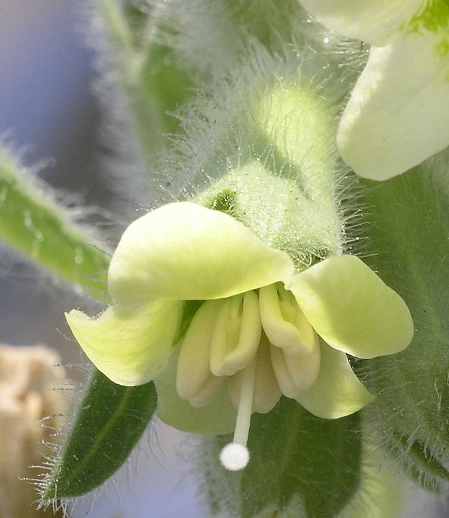 Solanaceae Hyoscyamus albus