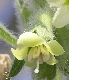 image of Hyoscyamus albus