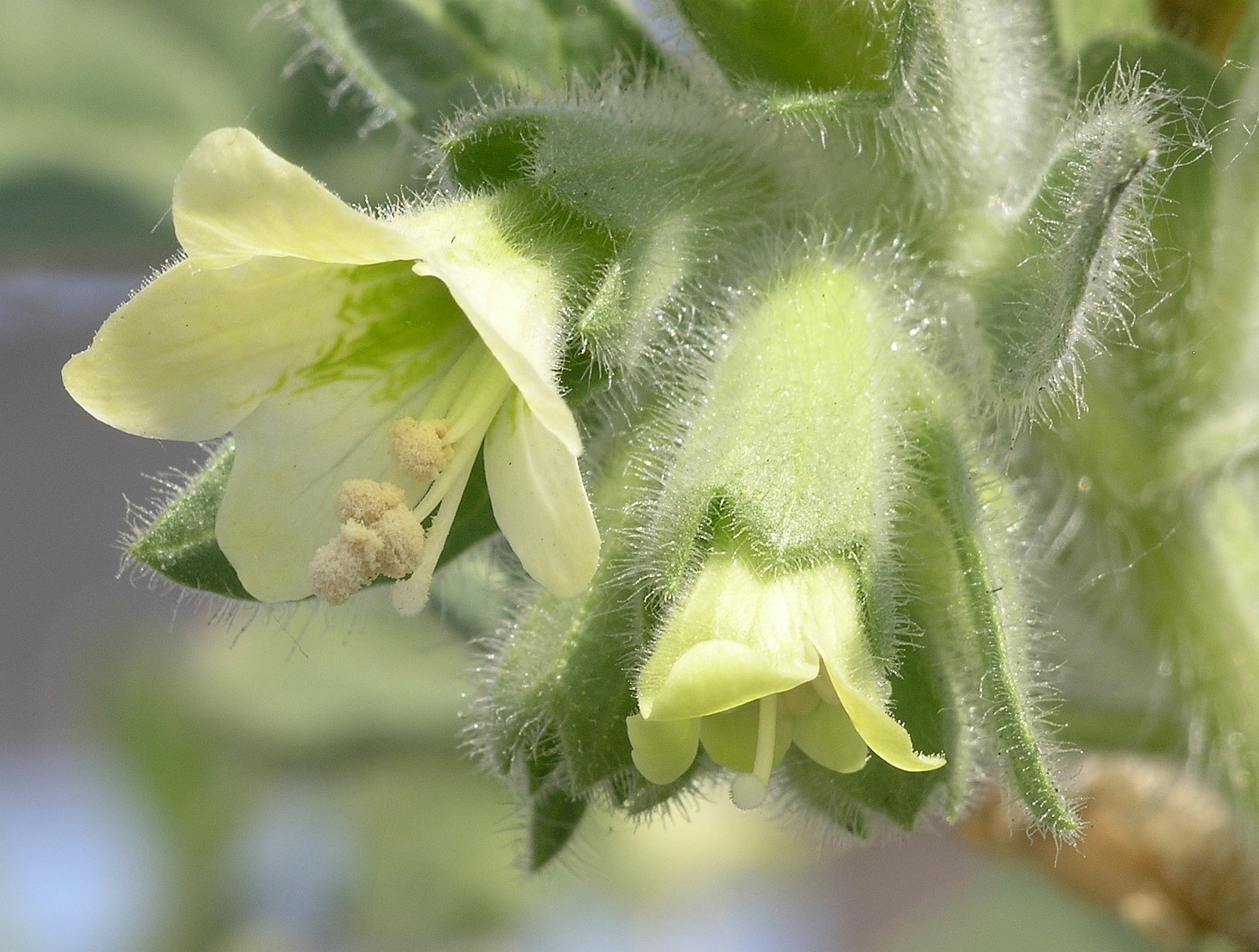 Solanaceae Hyoscyamus albus