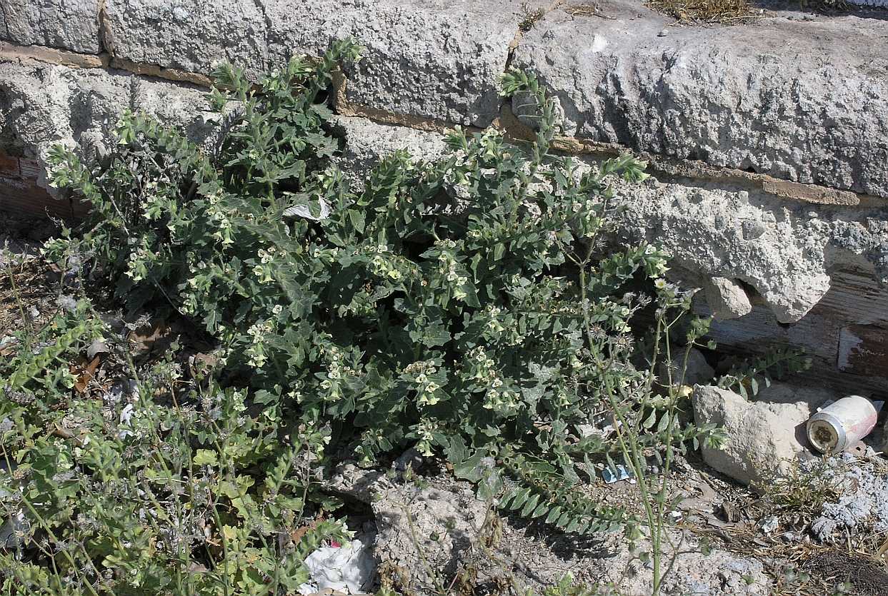 Solanaceae Hyoscyamus albus