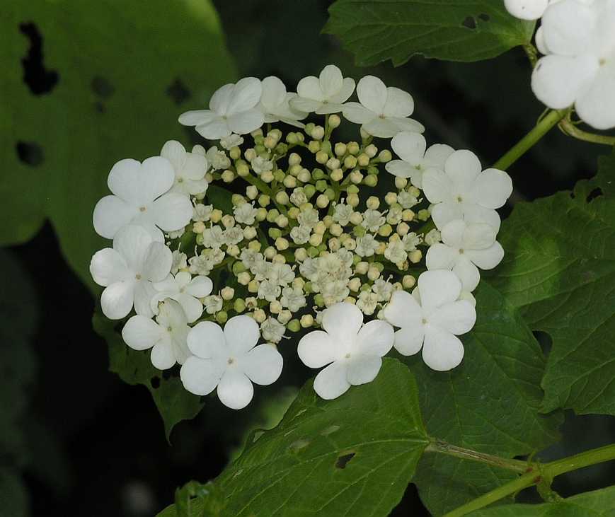 Adoxaceae Viburnum opulus