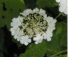 image of Viburnum opulus