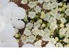 image of Viburnum opulus