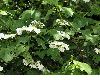 image of Viburnum opulus
