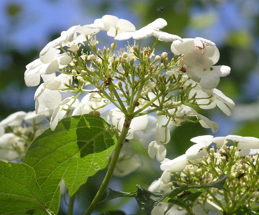 Adoxaceae Viburnum opulus