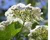 image of Viburnum opulus