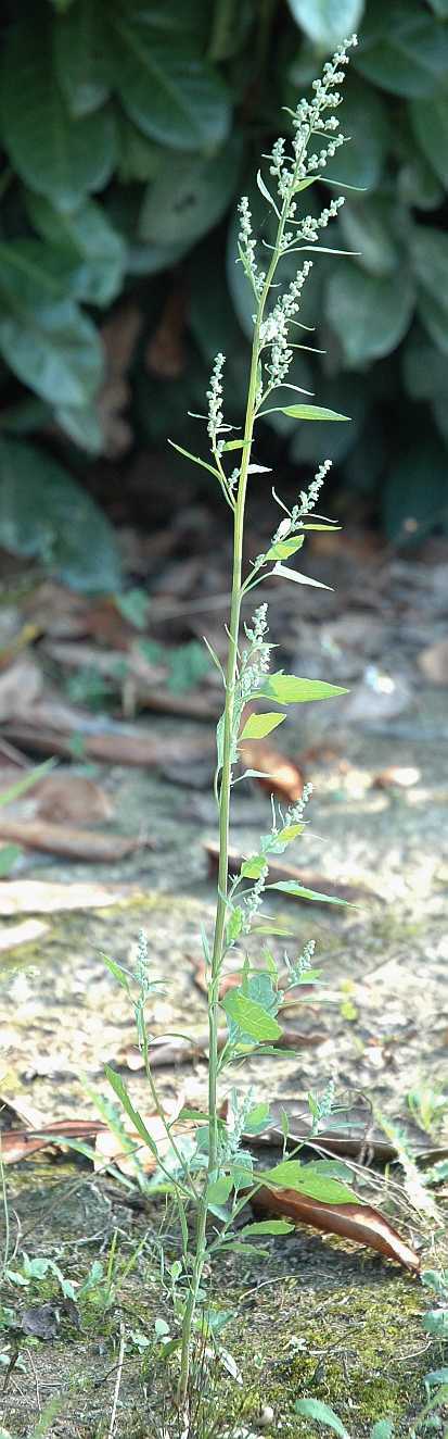 Amaranthaceae Chenopodium album