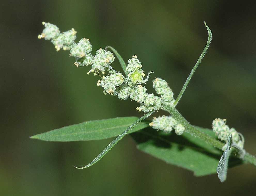 Amaranthaceae Chenopodium album