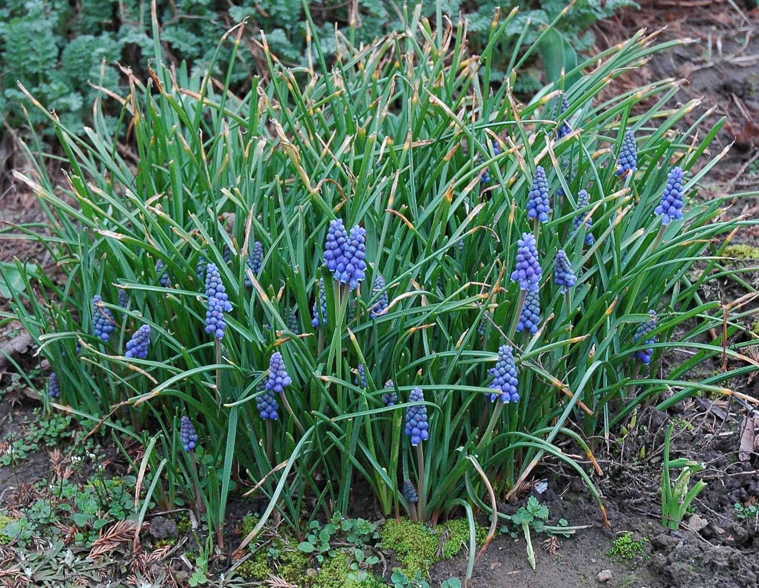 Hyacinthaceae Muscari 