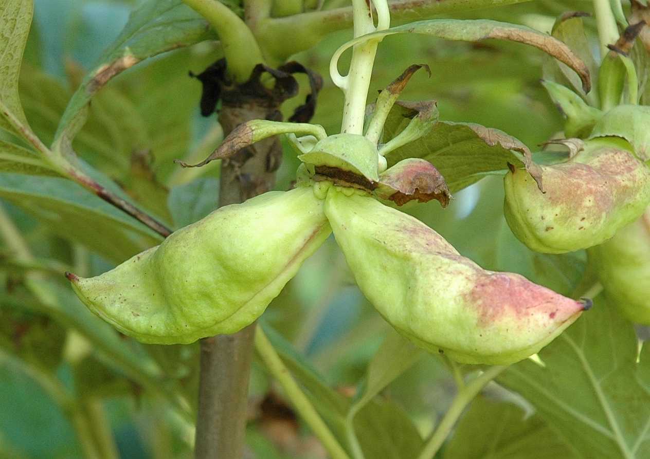 Paeoniaceae Paeonia lutea