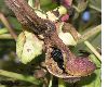 image of Paeonia lutea