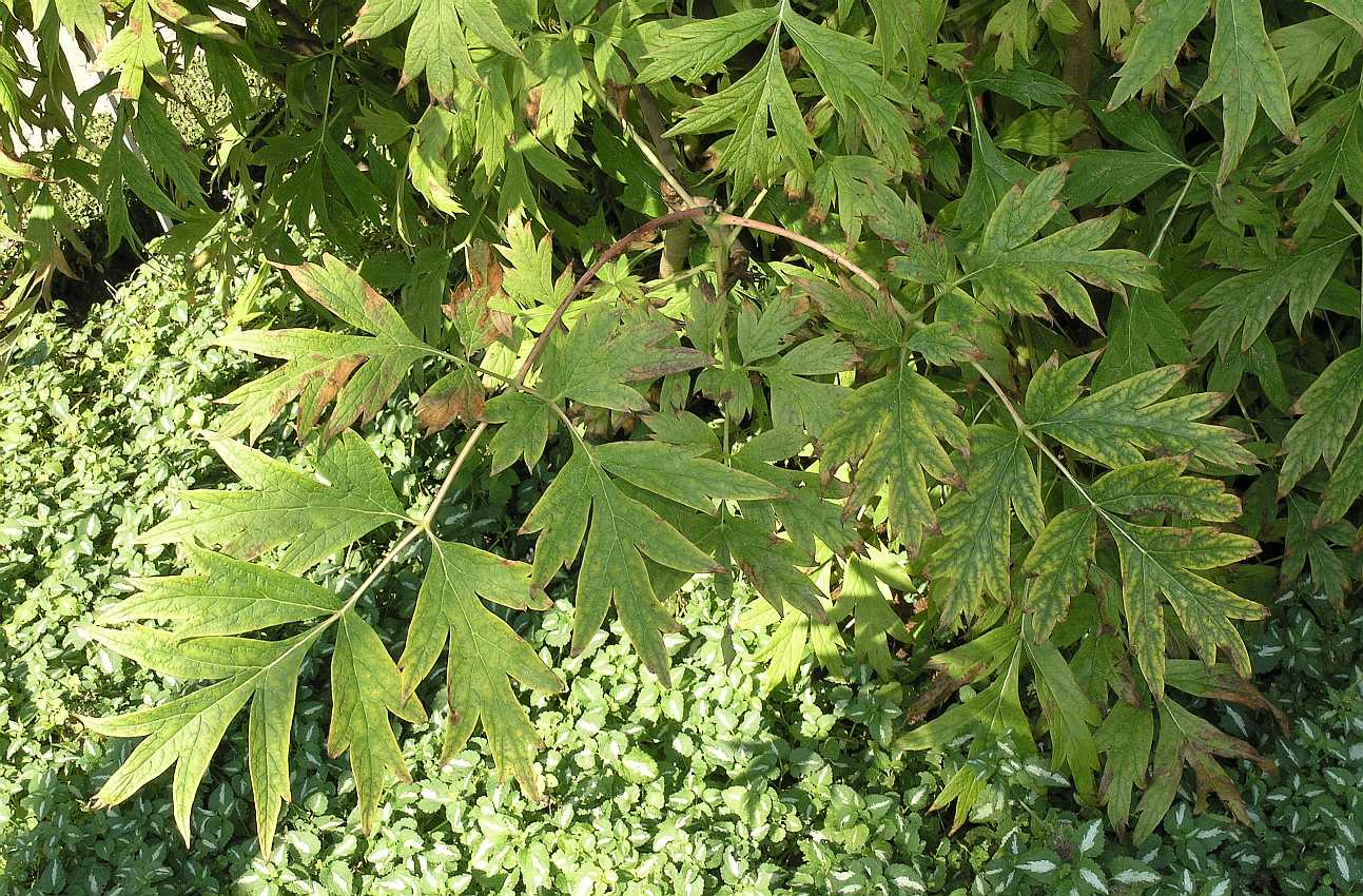 Paeoniaceae Paeonia lutea