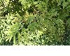 image of Paeonia lutea