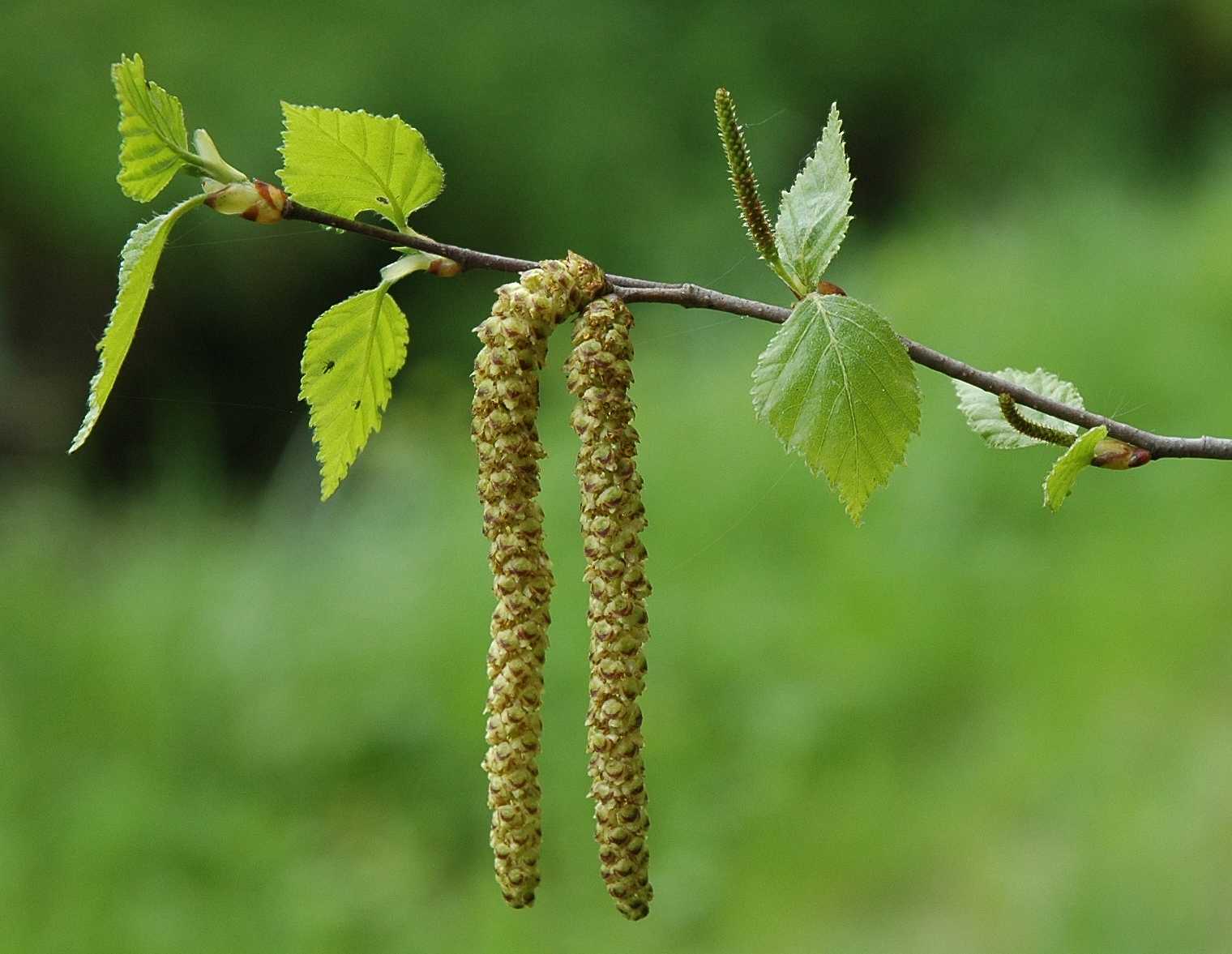 Betulaceae Betula pendula