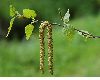 image of Betula pendula