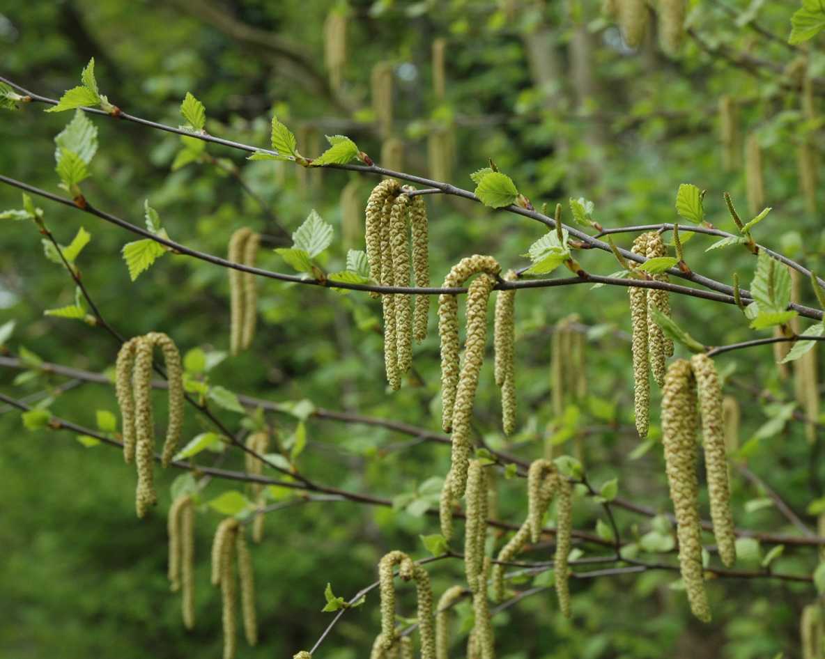 Betulaceae Betula pendula