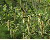 image of Betula pendula