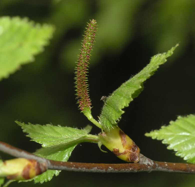 Betulaceae Betula pendula