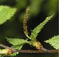 image of Betula pendula