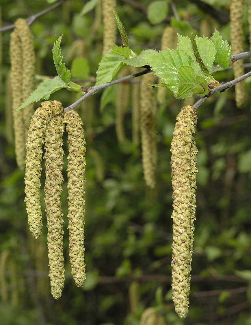 Betulaceae Betula pendula