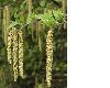 image of Betula pendula