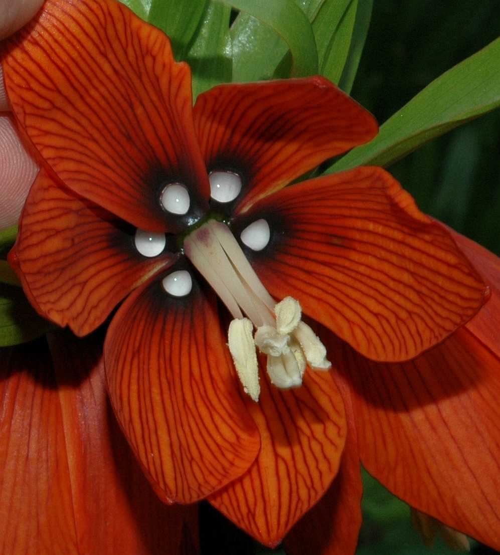 Liliaceae Fritillaria imperialis